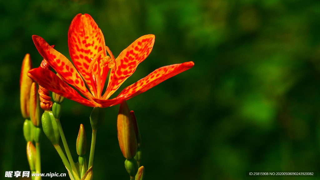 唯美别致的射干花图片