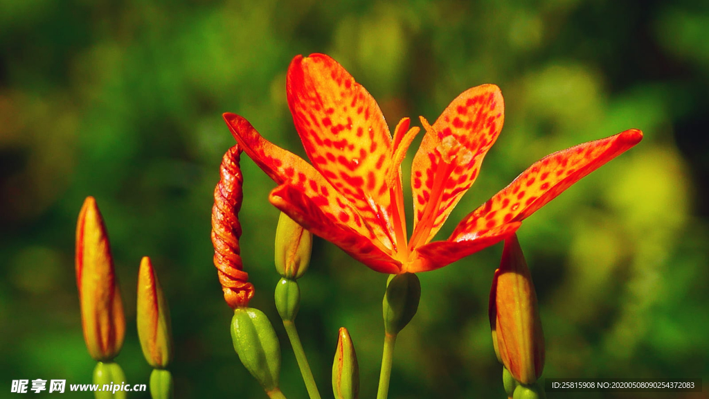 唯美别致的射干花图片