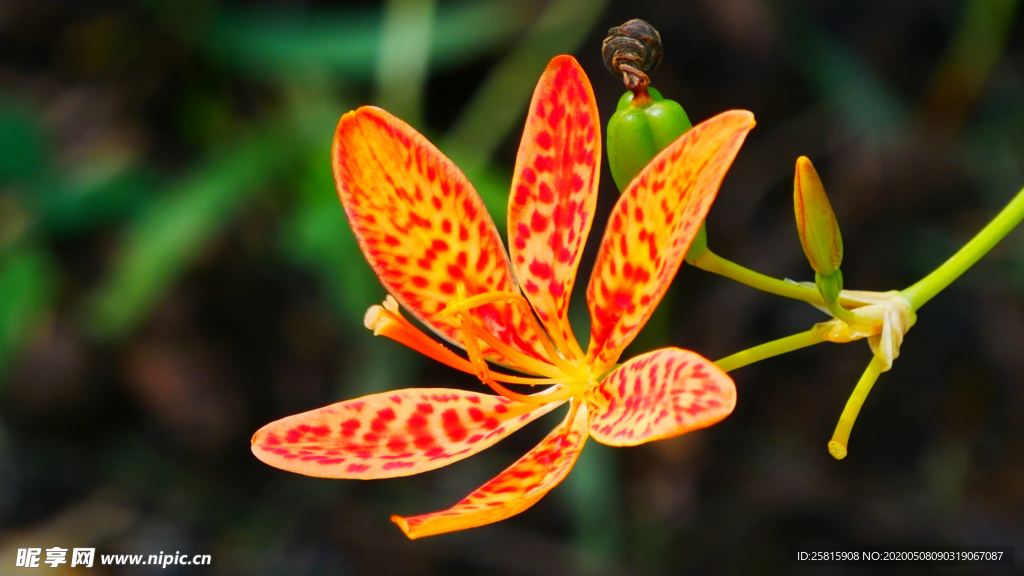 唯美别致的射干花图片