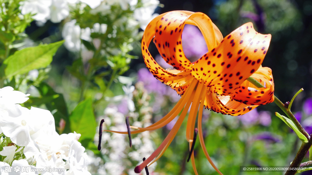 唯美别致的射干花图片