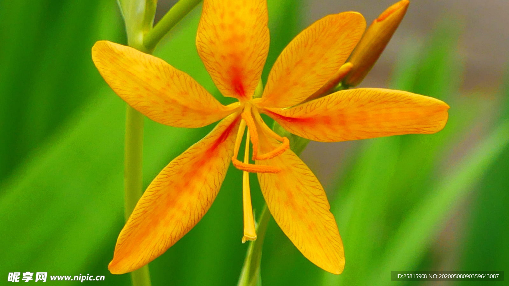 唯美别致的射干花图片