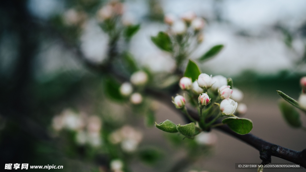 娇艳清新的海棠花图片