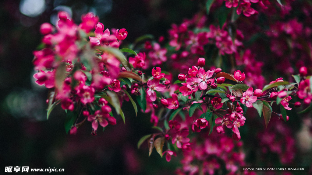 娇艳清新的海棠花图片