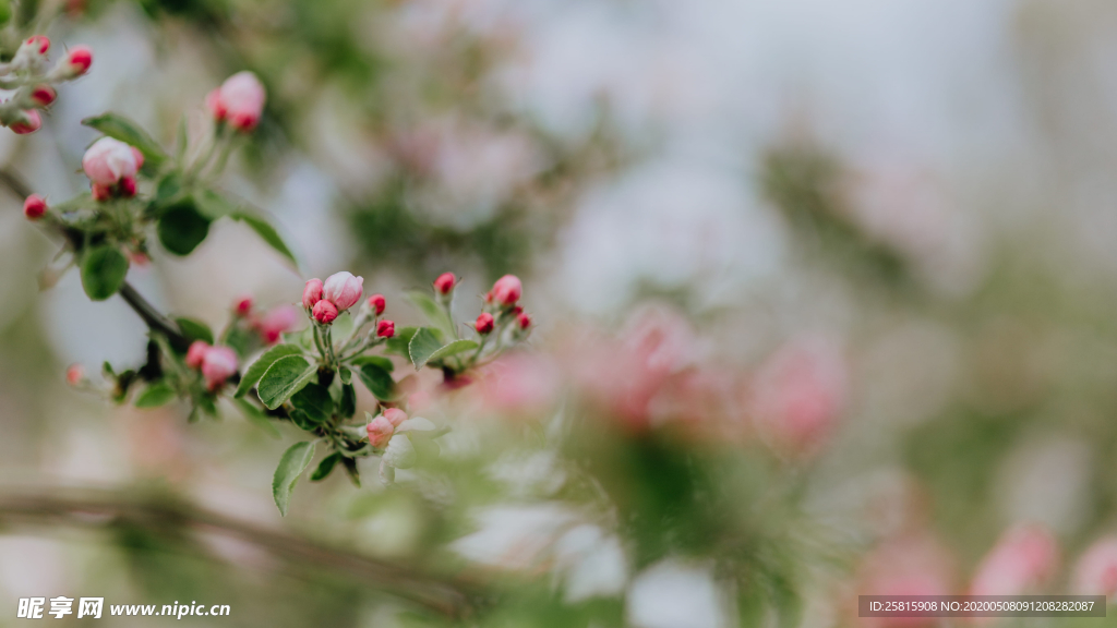 娇艳清新的海棠花图片