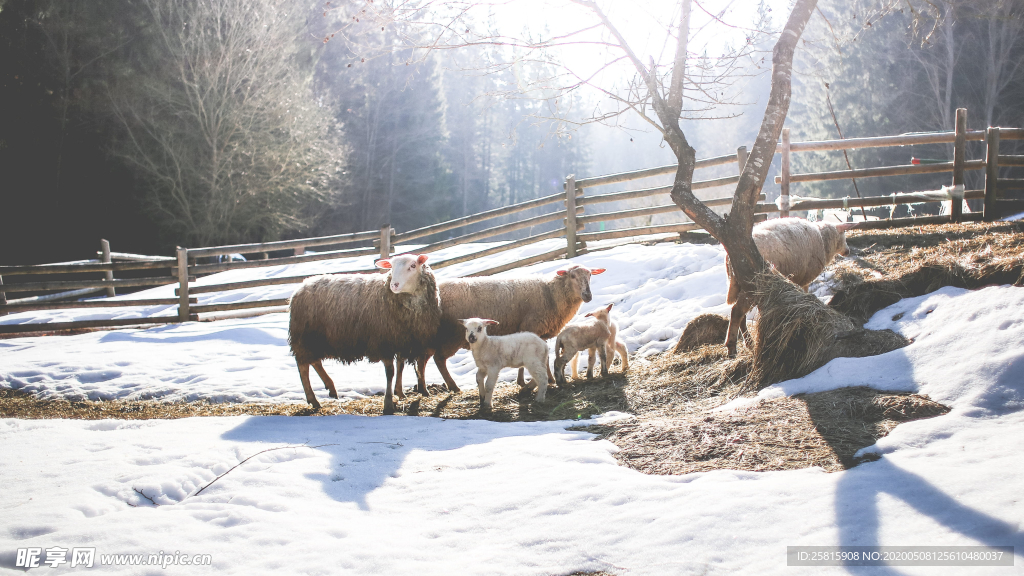 绵羊可爱呆萌图片