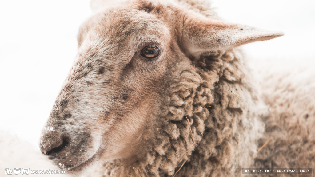 绵羊可爱呆萌图片