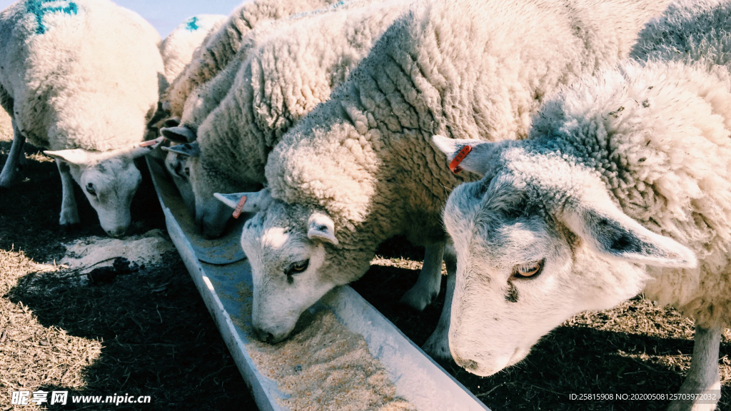 绵羊可爱呆萌图片