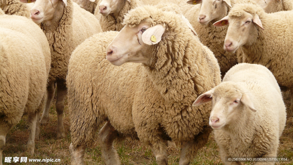 绵羊可爱呆萌图片