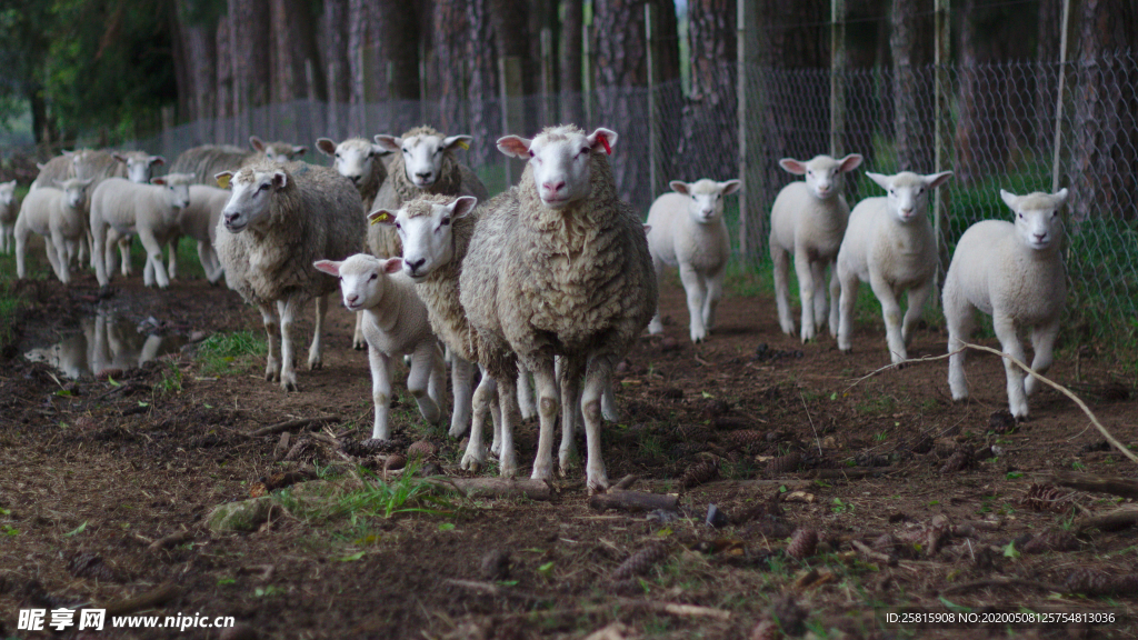 绵羊可爱呆萌图片