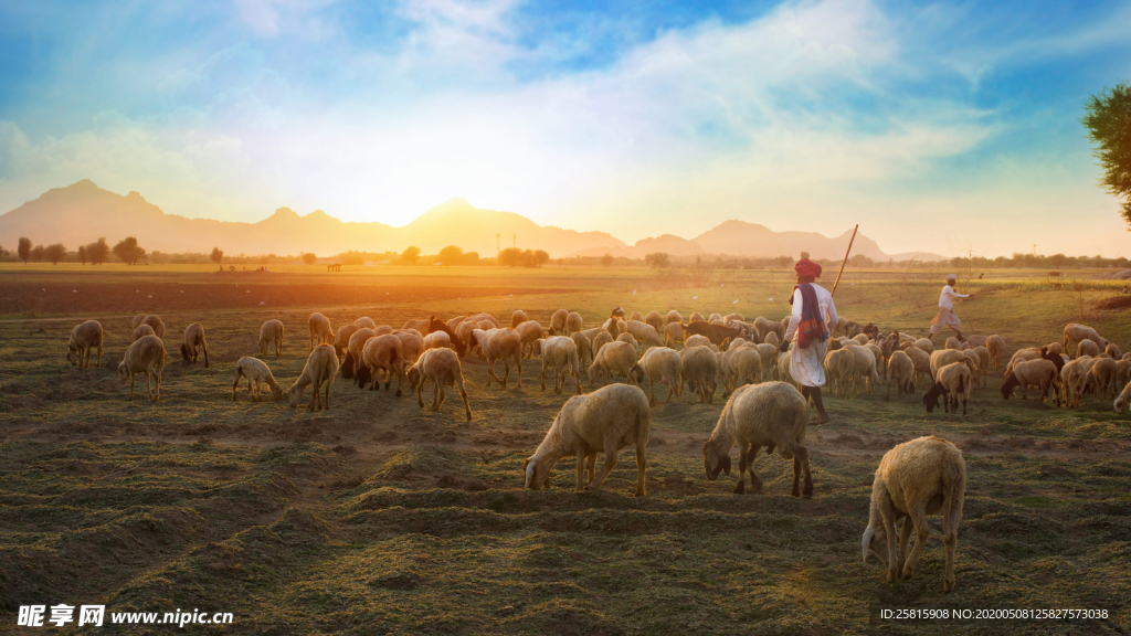 绵羊可爱呆萌图片