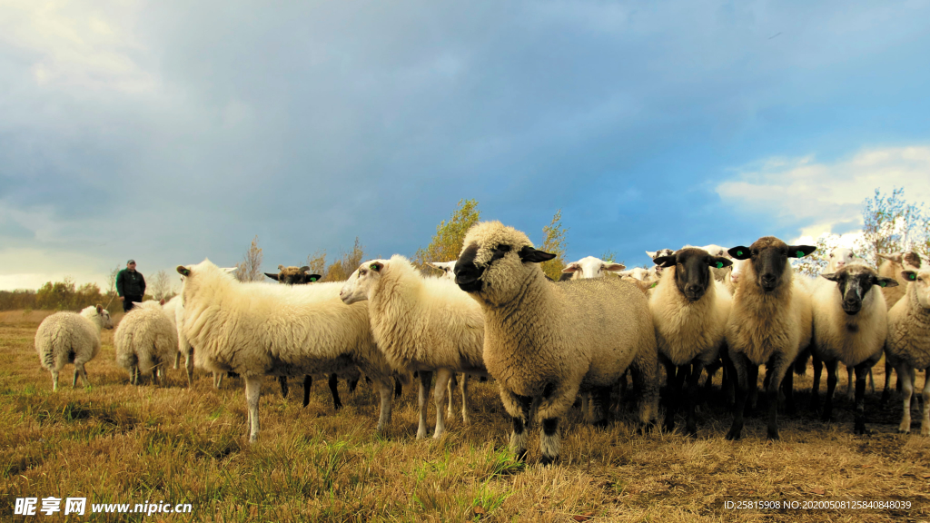 绵羊可爱呆萌图片