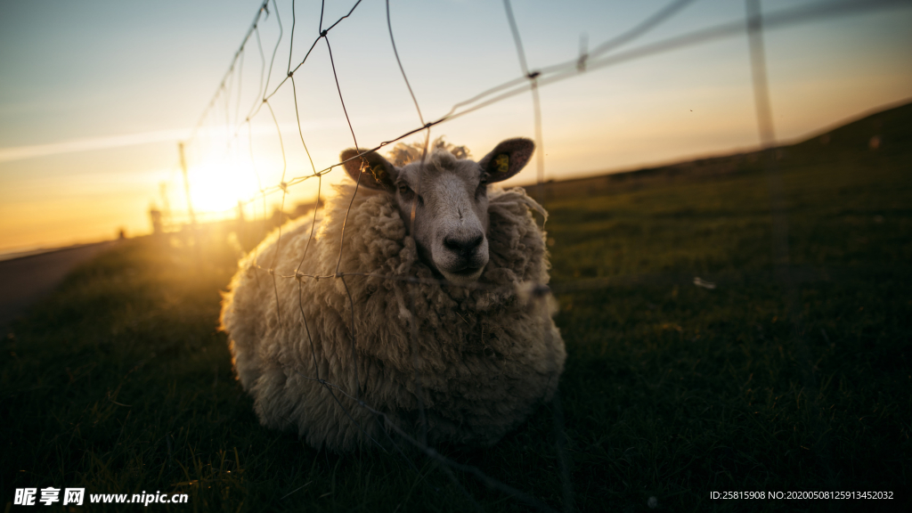 绵羊可爱呆萌图片