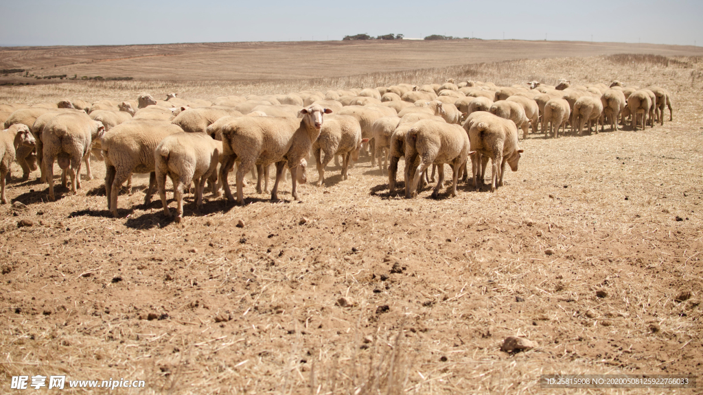 绵羊可爱呆萌图片