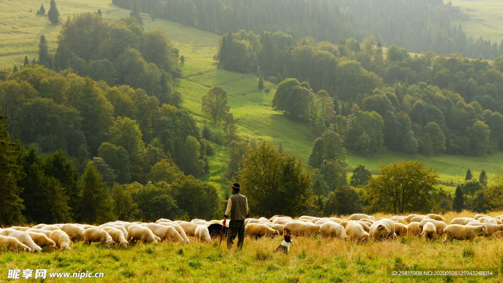 绵羊可爱呆萌图片