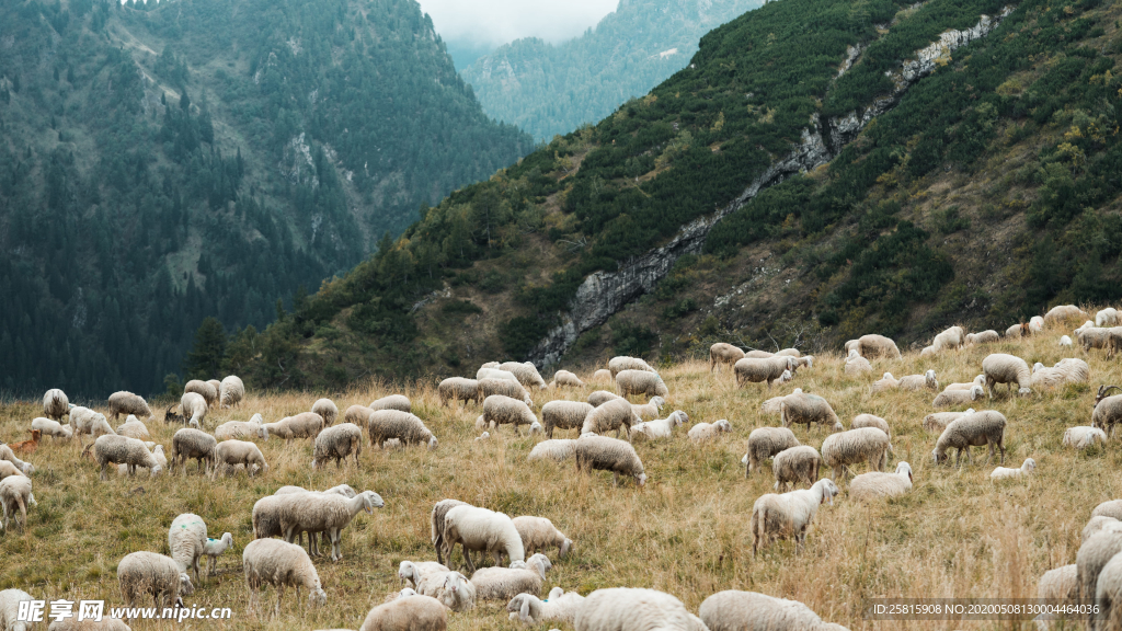 绵羊可爱呆萌图片