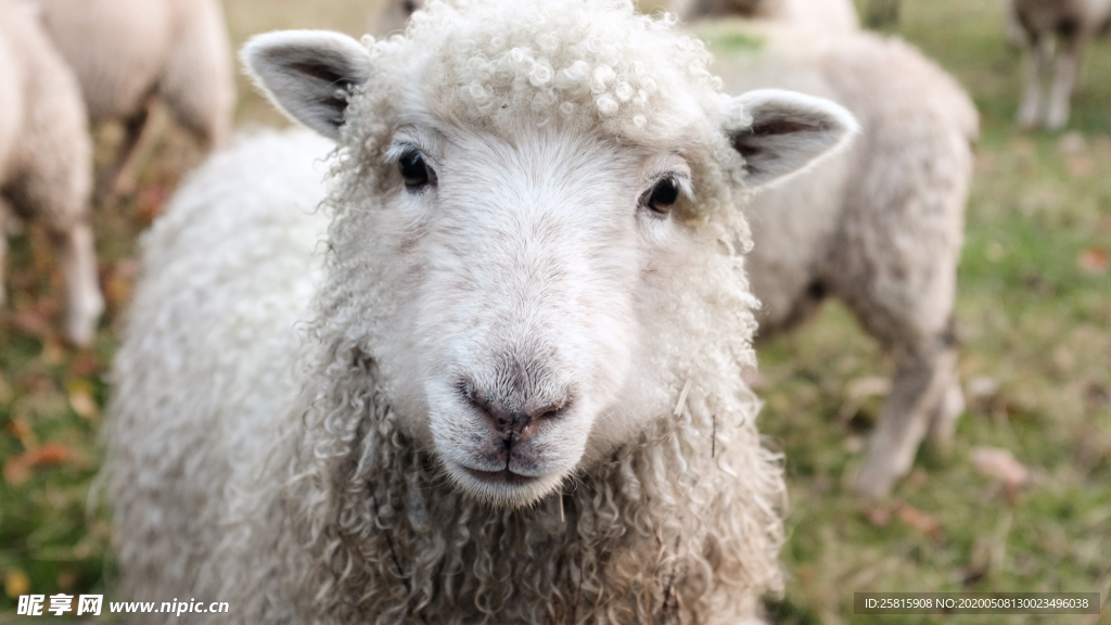 绵羊可爱呆萌图片