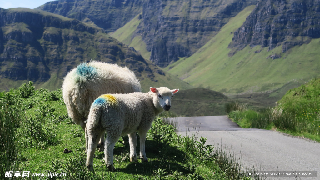 绵羊可爱呆萌图片