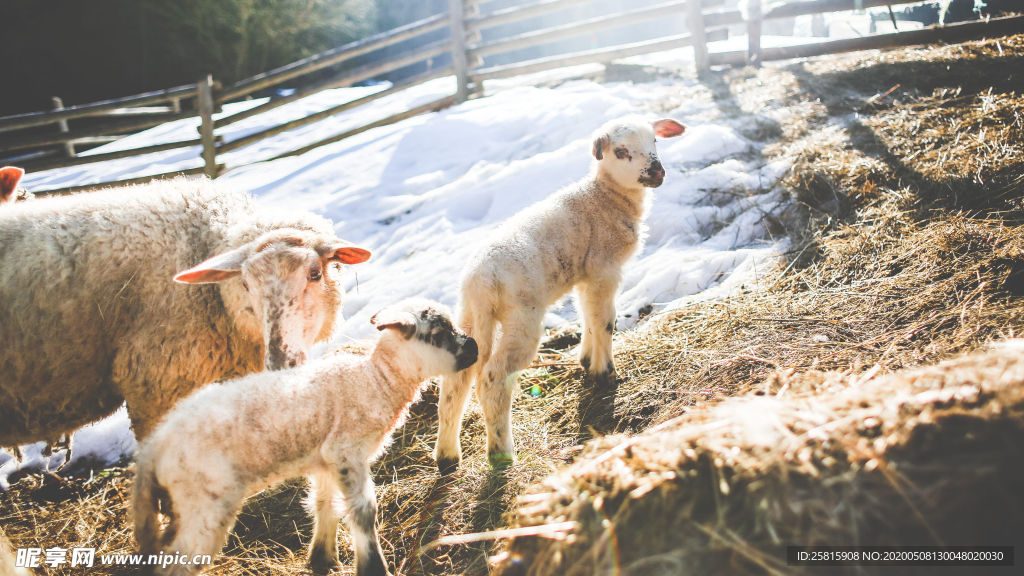 绵羊可爱呆萌图片