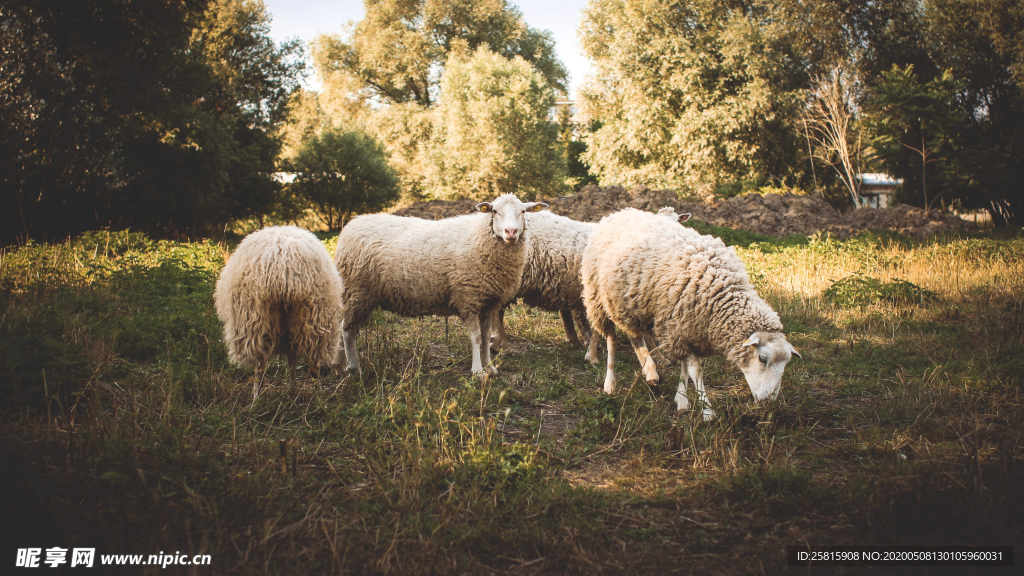 绵羊可爱呆萌图片