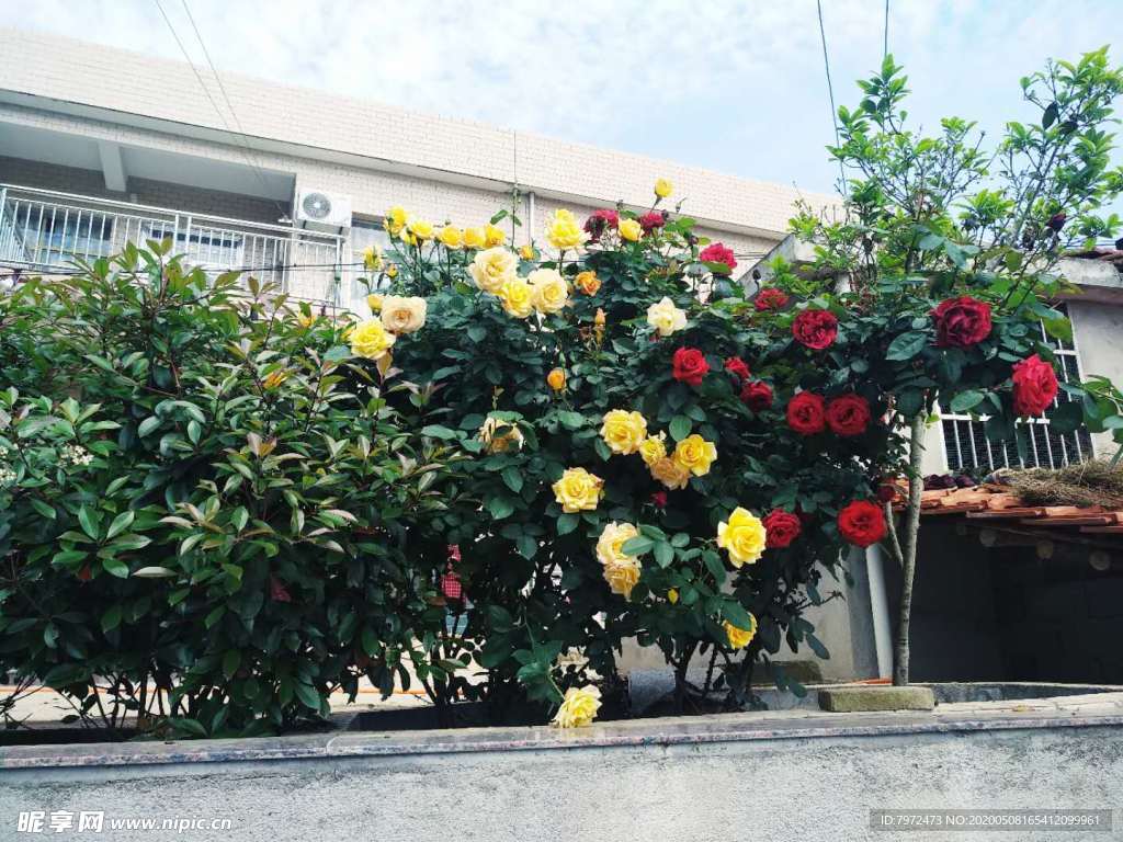 花卉
