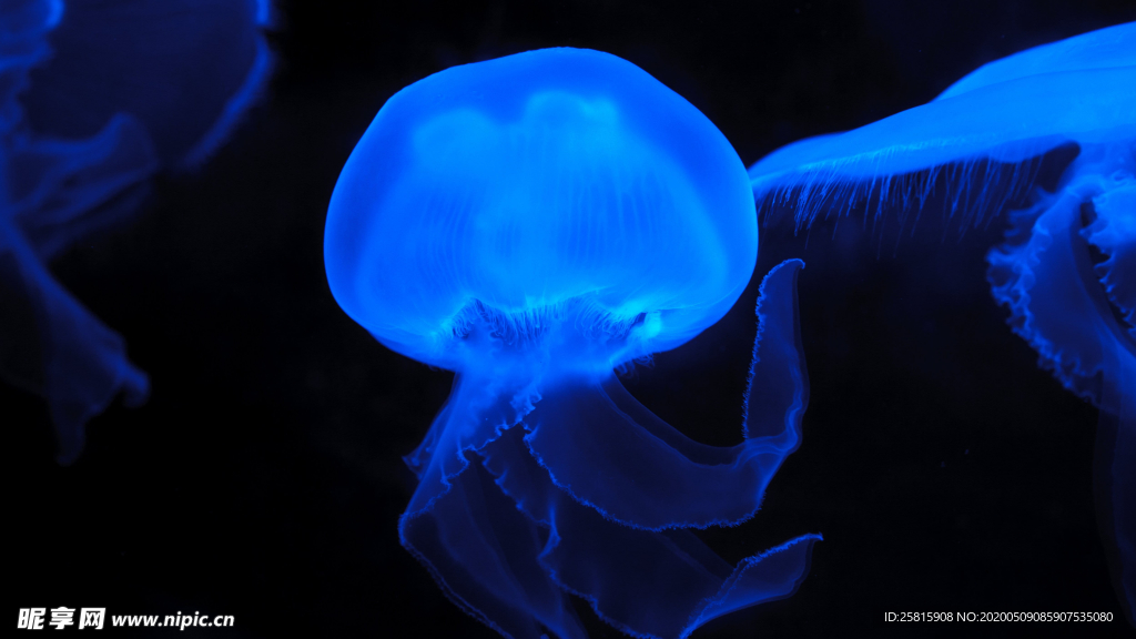 水母 海洋世界 海底世界 美丽