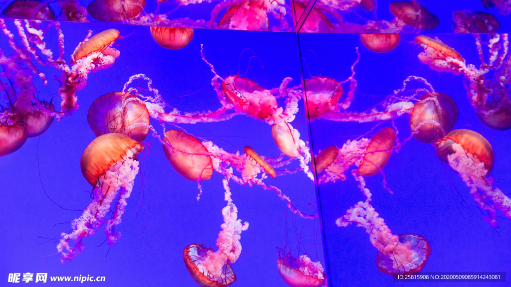 水母海蜇游荡图片