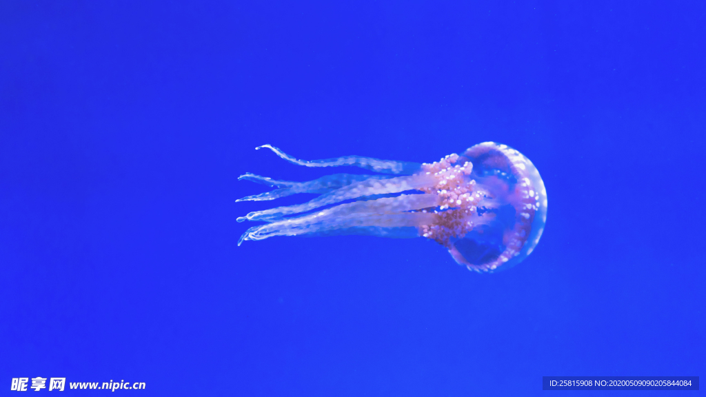 水母海蜇游荡图片