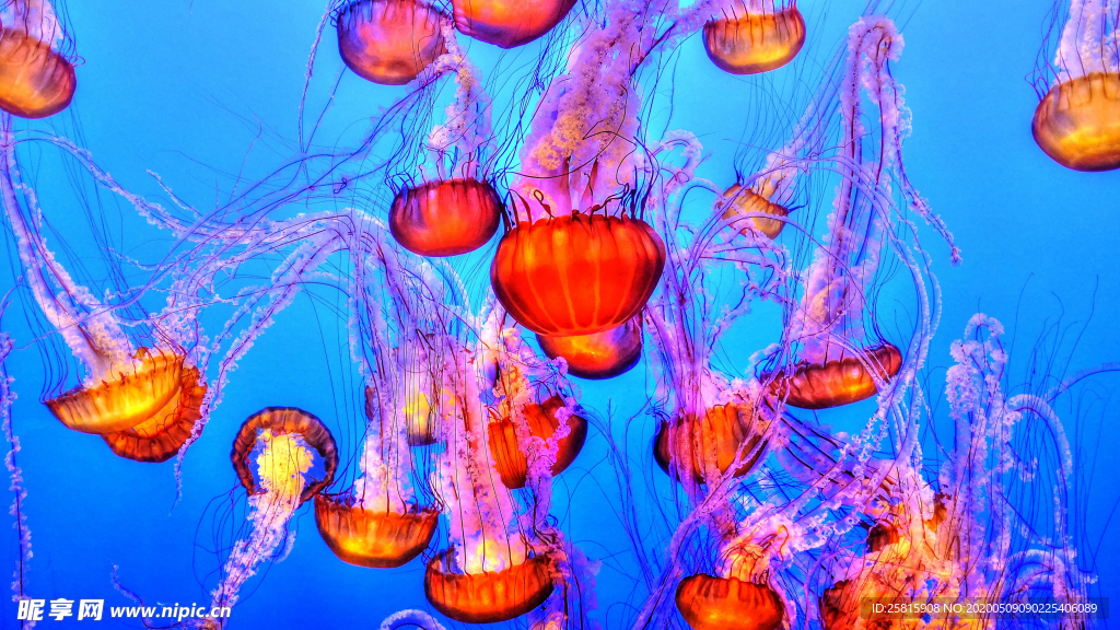 水母海蜇游荡图片