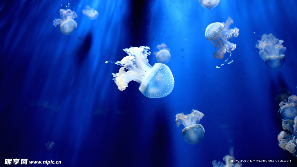 水母海蜇游荡图片
