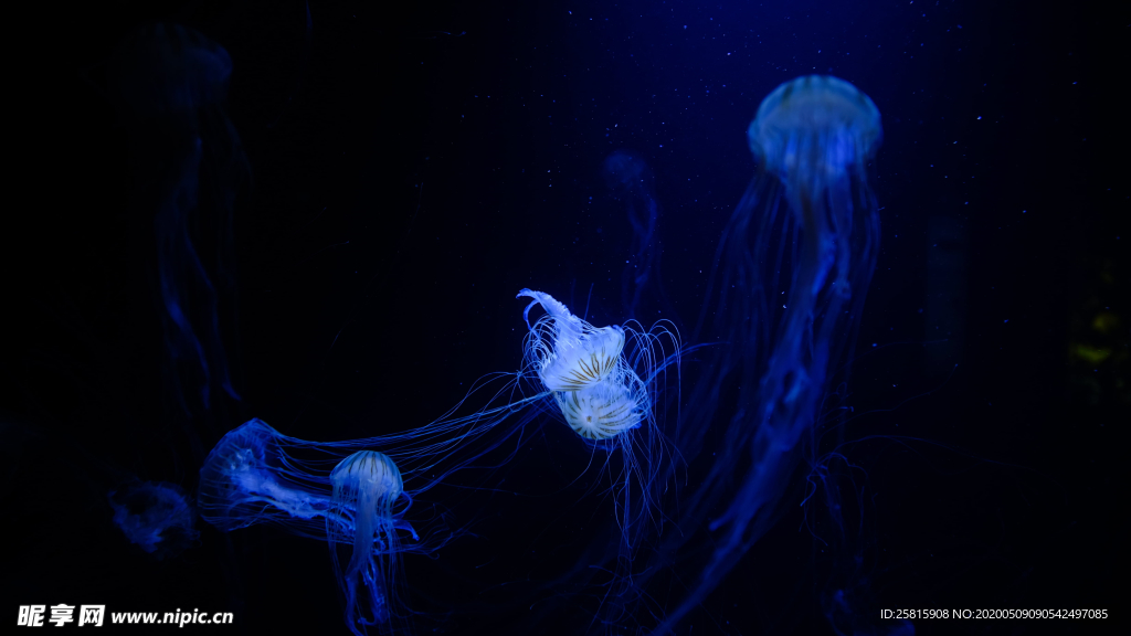 水母海蜇游荡图片