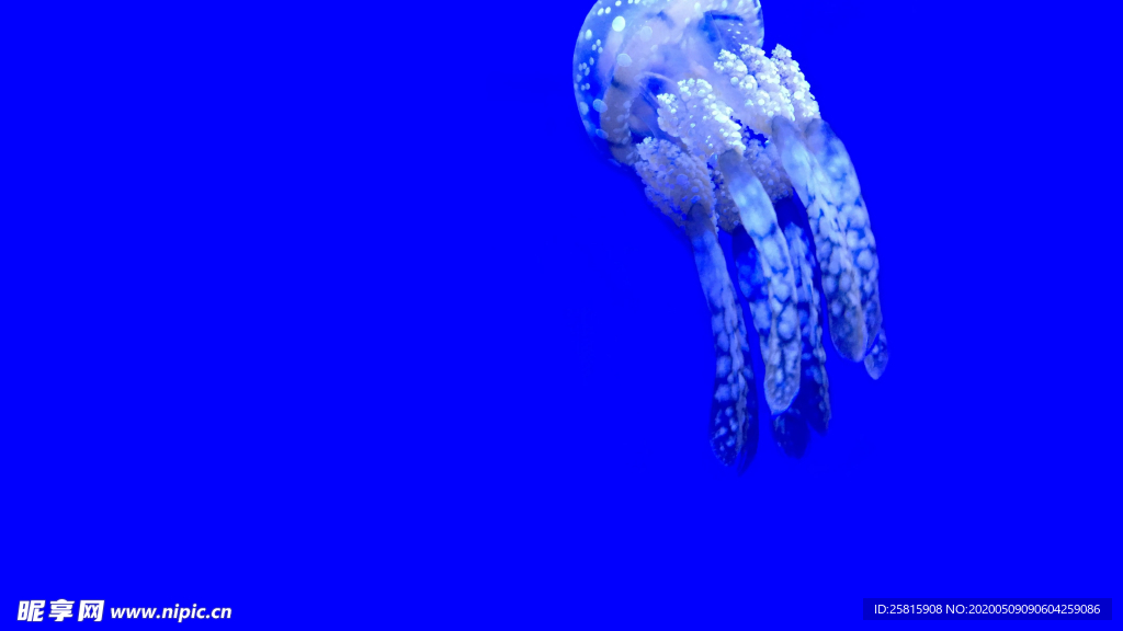 水母海蜇游荡图片