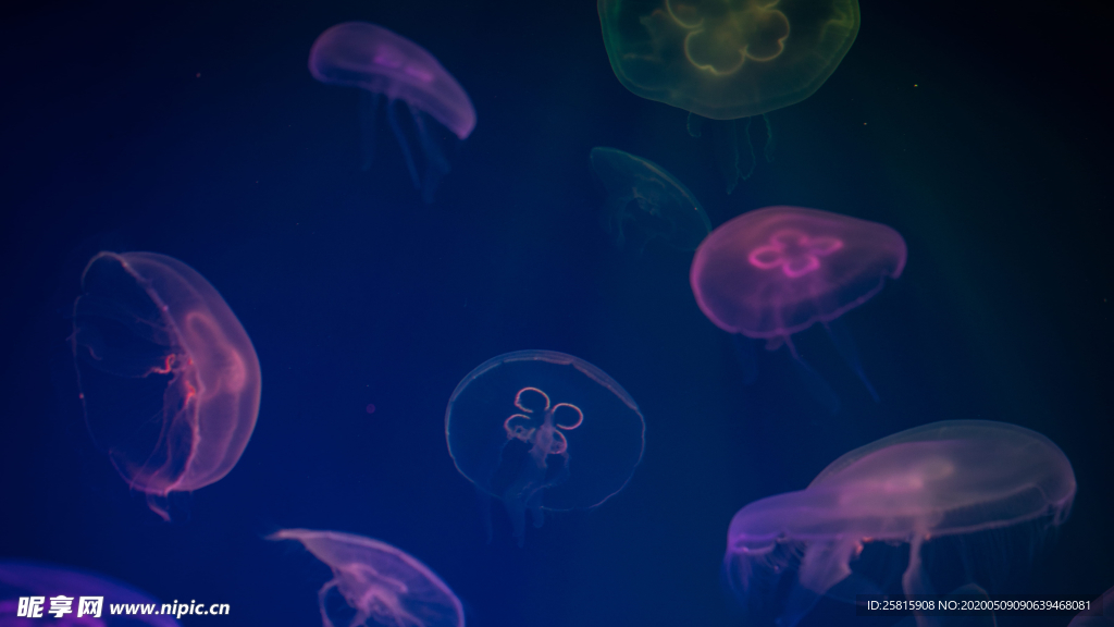 水母海蜇游荡图片