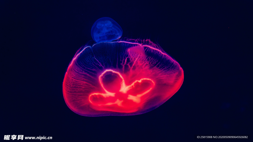 水母海蜇游荡图片