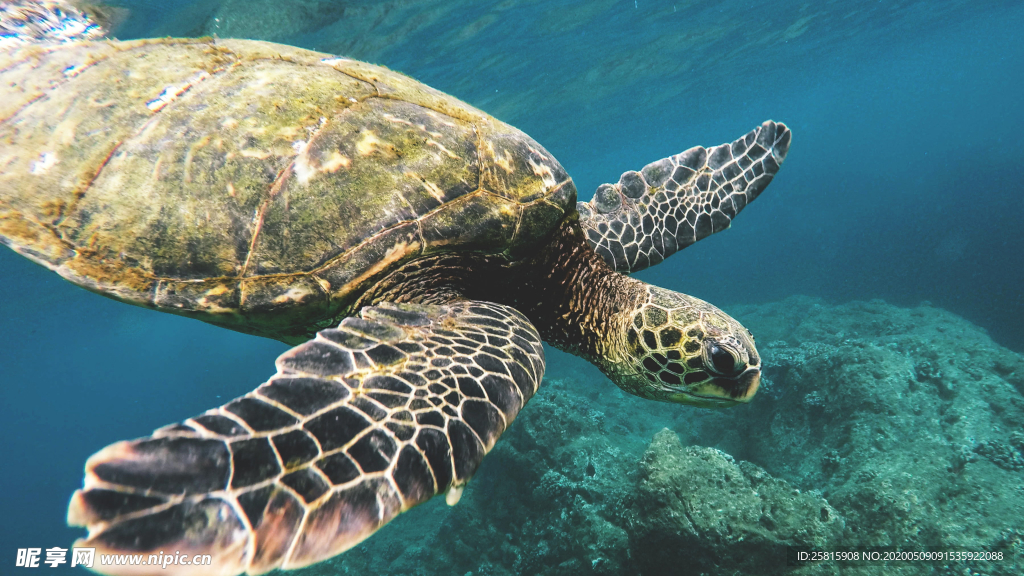 海龟乌龟游动图片