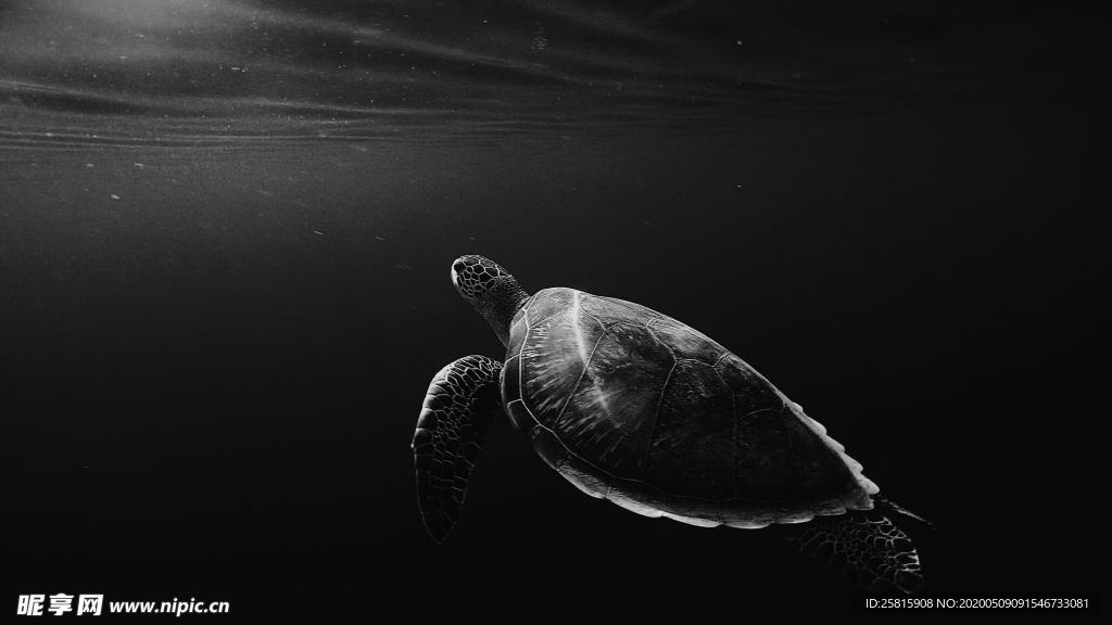 海龟乌龟游动图片
