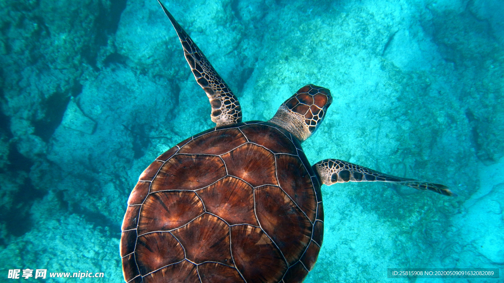 海龟乌龟游动图片