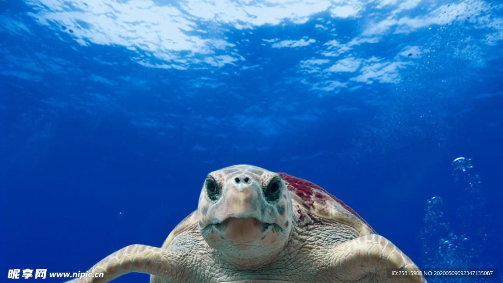 海龟乌龟游动图片