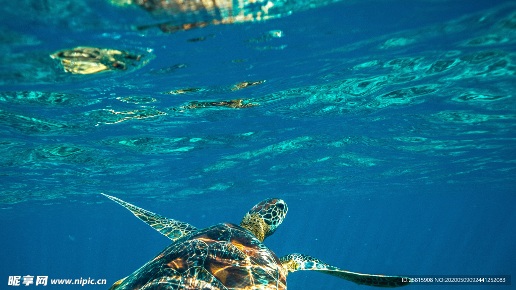 海龟乌龟游动图片