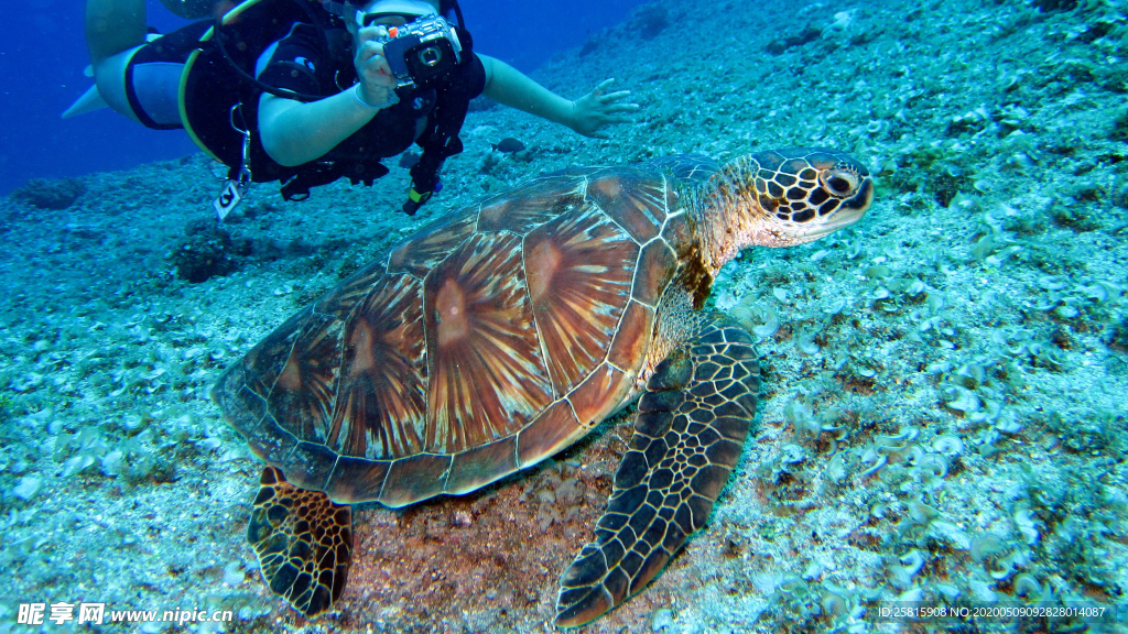 海龟乌龟游动图片