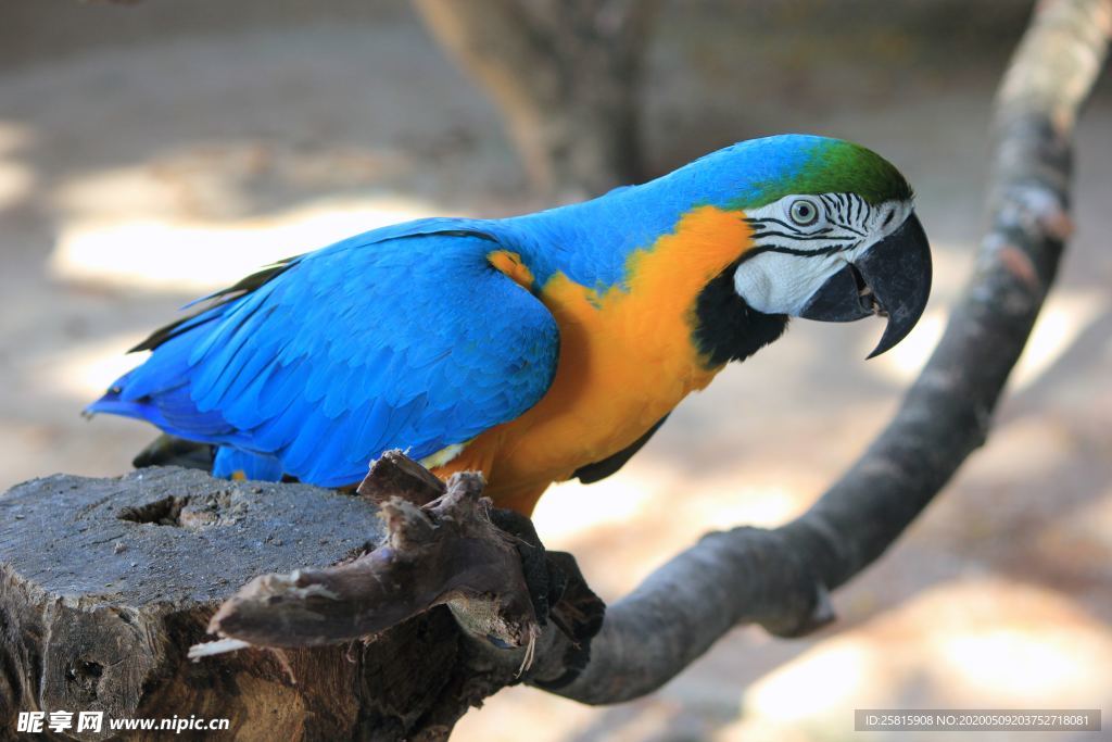 鹦鹉空山鸟语图片