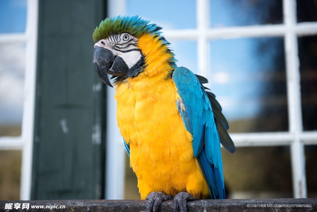 鹦鹉空山鸟语图片
