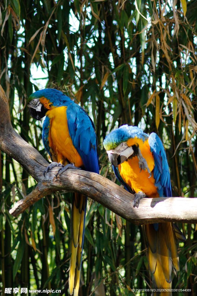 鹦鹉空山鸟语图片