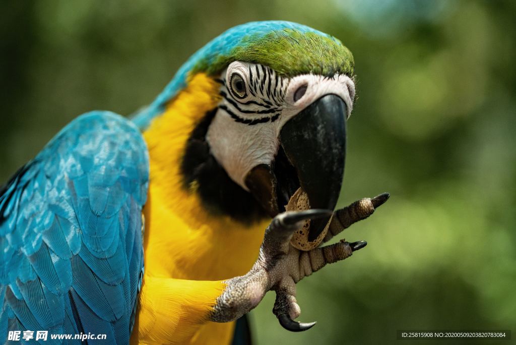 鹦鹉空山鸟语图片