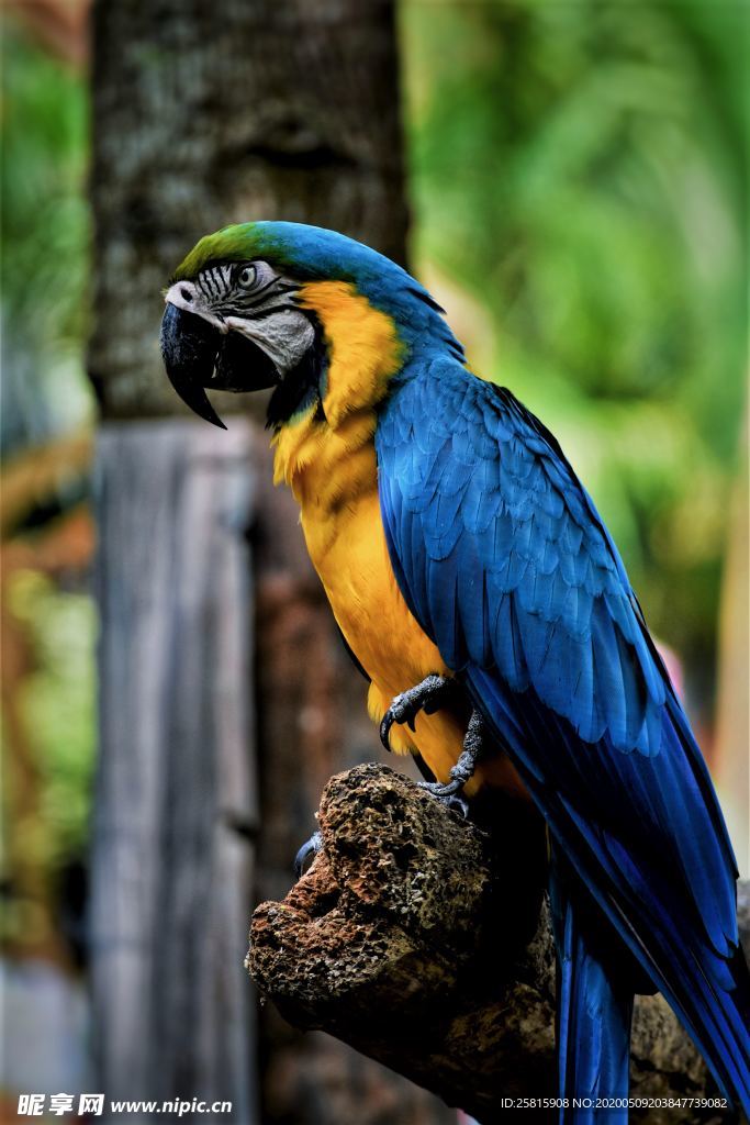 鹦鹉空山鸟语图片