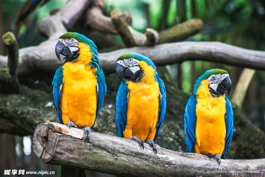 鹦鹉空山鸟语图片