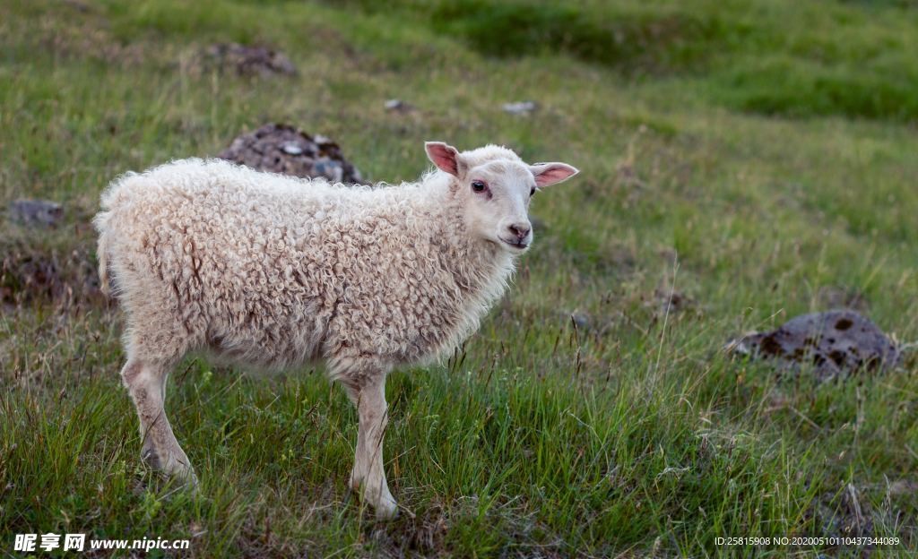 绵羊呆萌图片