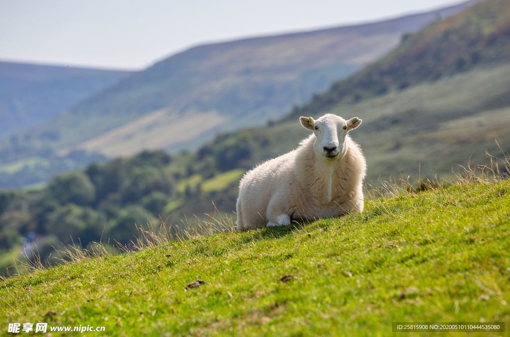 绵羊呆萌图片