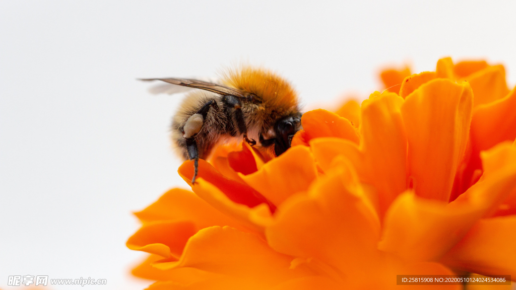 蜜蜂花间采蜜图片