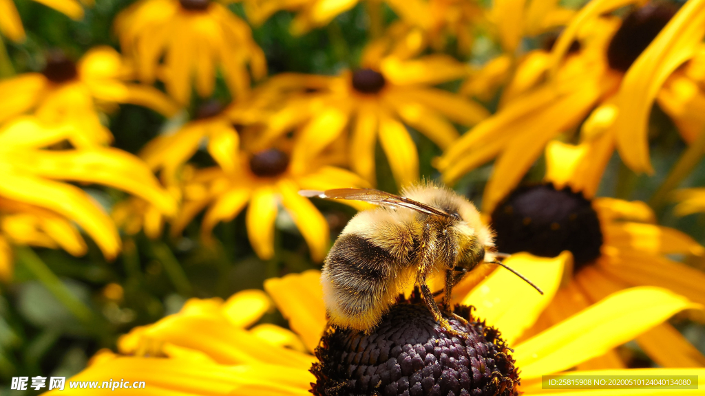 蜜蜂花间采蜜图片