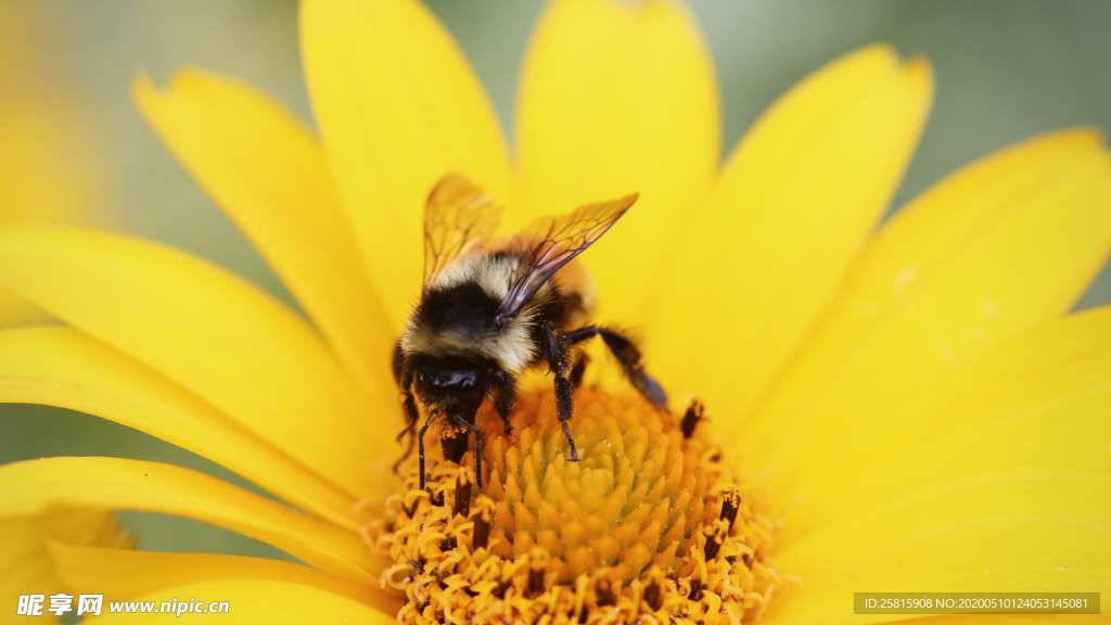 蜜蜂花间采蜜图片